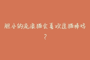 胆小的流浪猫会喜欢逗猫棒吗?