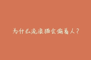 为什么流浪猫会偷看人?