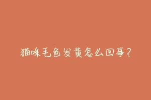 猫咪毛色发黄怎么回事？