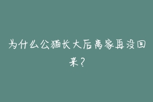 为什么公猫长大后离家再没回来?