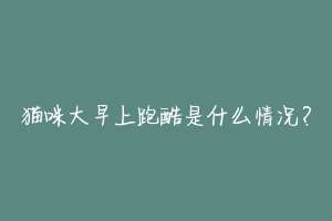 猫咪大早上跑酷是什么情况?