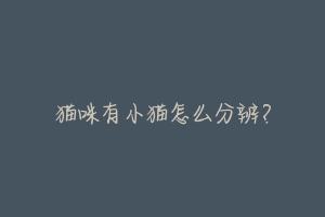 猫咪有小猫怎么分辨?