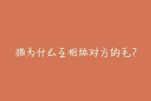 猫为什么互相舔对方的毛?