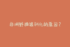 非洲野猫被驯化的原因?