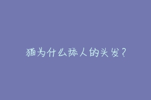 猫为什么舔人的头发?