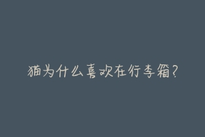 猫为什么喜欢在行李箱?