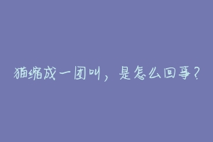 猫缩成一团叫,是怎么回事?