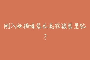 刚入秋猫咪怎么老往被窝里钻?