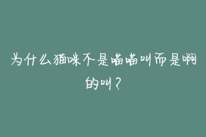 为什么猫咪不是喵喵叫而是啊的叫?