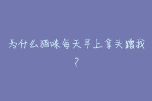 为什么猫咪每天早上拿头蹭我?