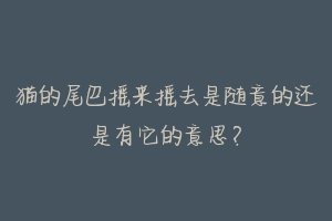 猫的尾巴摇来摇去是随意的还是有它的意思?