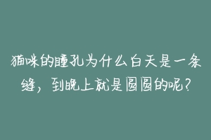 猫咪的瞳孔为什么白天是一条缝,到晚上就是圆圆的呢?