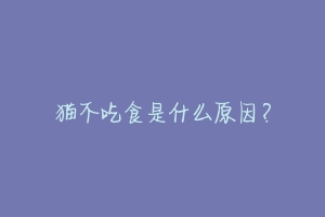 猫不吃食是什么原因?