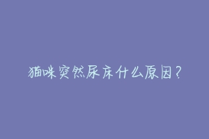 猫咪突然尿床什么原因?