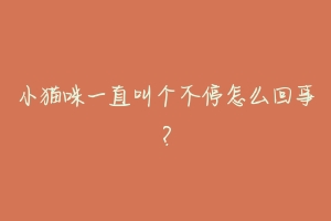 小猫咪一直叫个不停怎么回事?