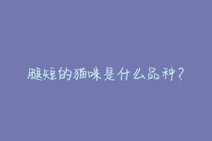 腿短的猫咪是什么品种?
