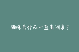 猫咪为什么一直有泪痕?