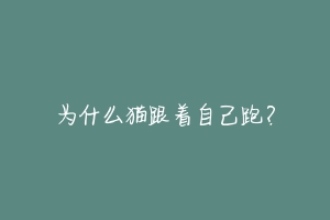 为什么猫跟着自己跑?