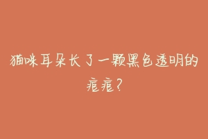 猫咪耳朵长了一颗黑色透明的痘痘？