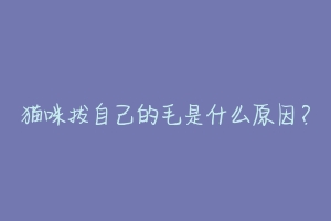 猫咪拔自己的毛是什么原因?