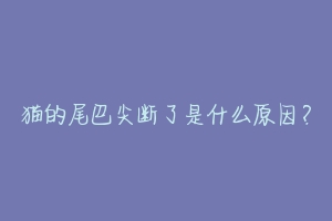 猫的尾巴尖断了是什么原因?