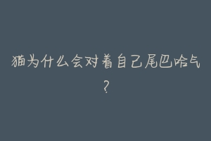 猫为什么会对着自己尾巴哈气?