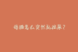 母猫怎么突然乱拉尿?