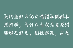 我的鱼缸养的尖嘴鳄和鹦鹉和招财猫，为什么每次为食招财猫都在缸底，怕他饿死，求高人指教？
