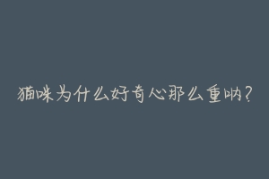 猫咪为什么好奇心那么重呐?