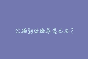 公猫到处撒尿怎么办?