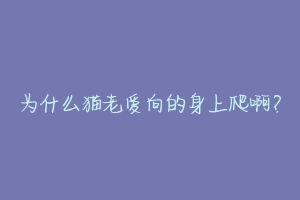 为什么猫老爱向的身上爬啊？