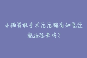 小猫脊椎手术后后腿有知觉还能站起来吗?