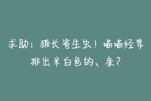 求助:猫长寄生虫!喵喵经常排出米白色的、条?