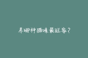 养哪种猫咪最旺家?