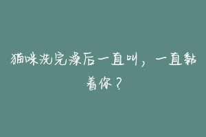 猫咪洗完澡后一直叫,一直黏着你?