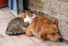 猫咪怀孕尿床怎么回事?