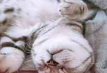 猫咪总是舔塑料袋?