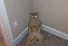 鹩哥为什么怕猫？