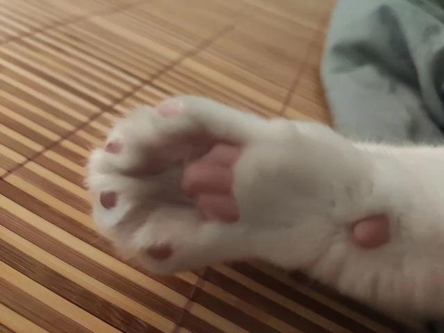为什么那么多人喜欢猫?