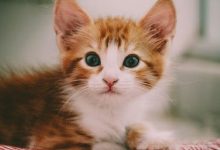 猫咪失温是因为什么?