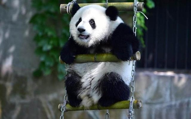 大熊猫是猫吗?为什么?