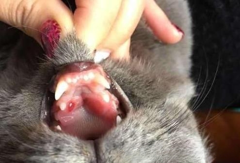 猫咪鼻支炎的症状表现有哪些?