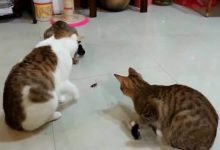 猫喜欢的玩具有哪些？