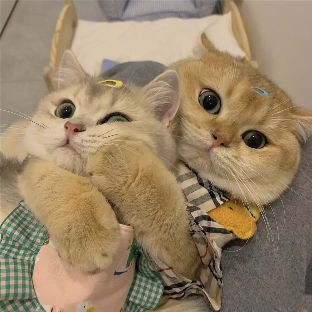 猫咪乱拉屎怎么办?