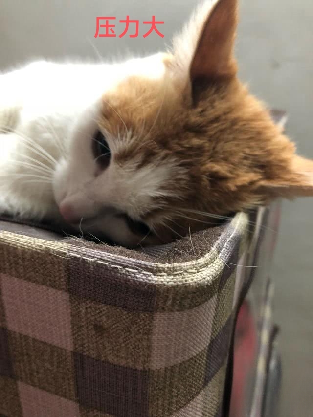 猫咪乱拉屎是怎么回事?