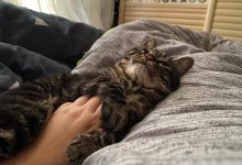 猫咪晚上突然咬人怎么回事?