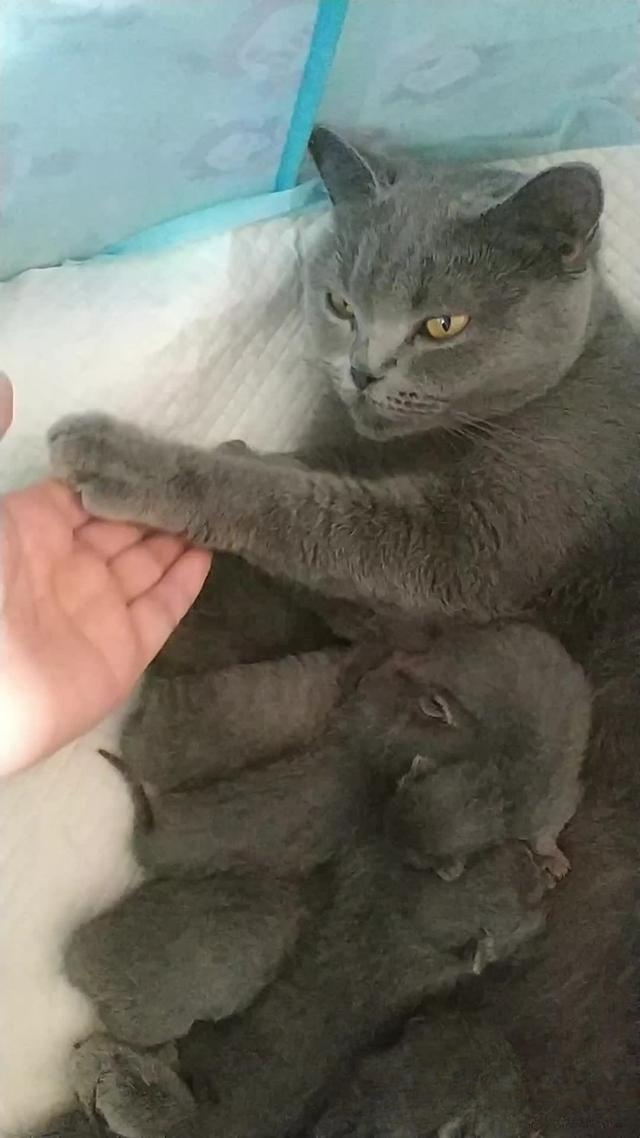 一只猫如果一直黏着你是什么表现?
