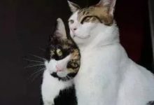 小猫咪可以吃奶油吗？