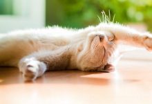 猫倒睫毛的处理小妙招？