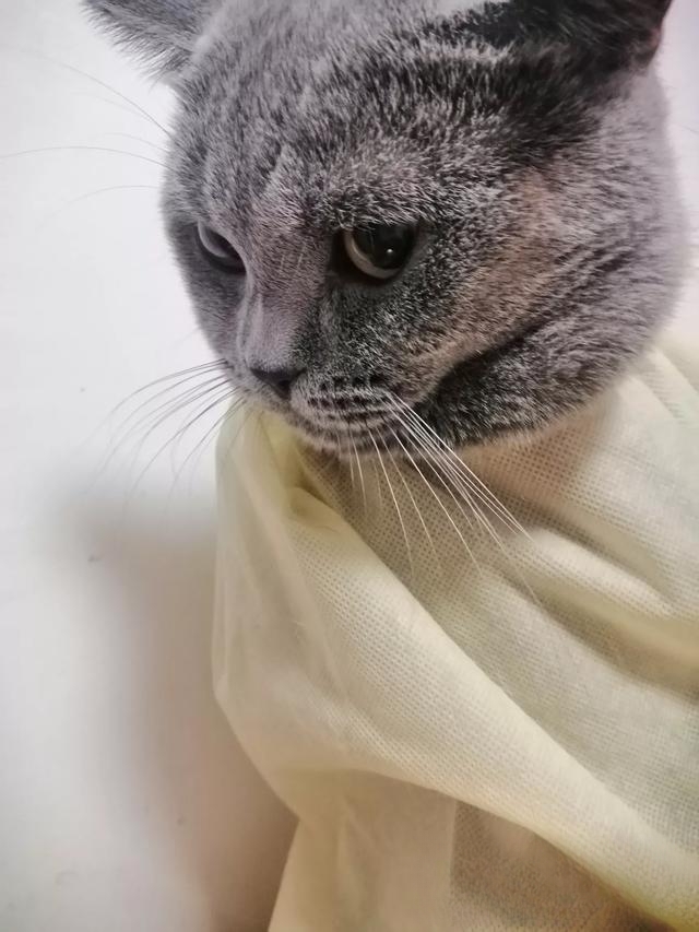 普及知识:如何让猫咪记住自己的名字?